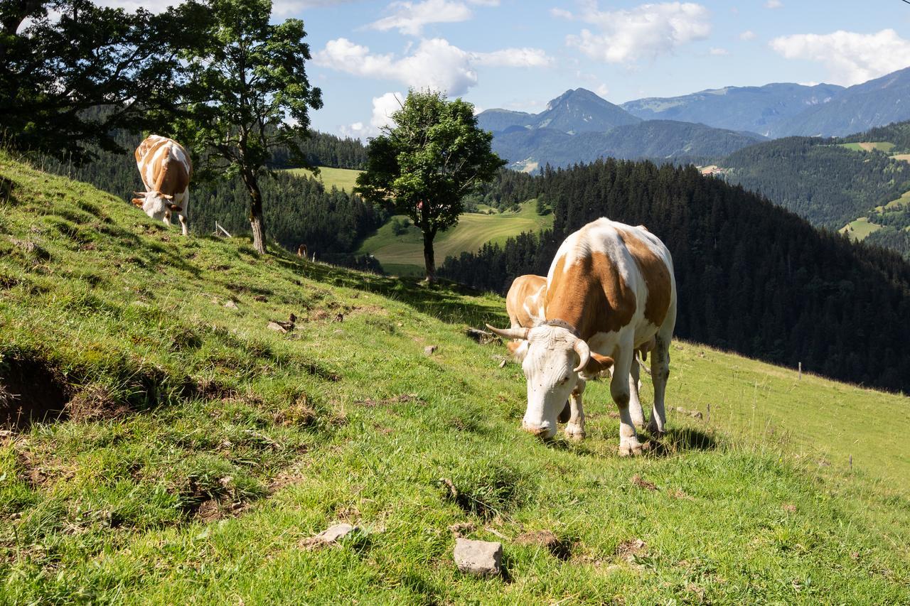 Farmstay&Glamping Visocnik Ljubno Eksteriør billede